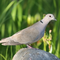 Sierpówka - Streptopelia decaocto - Eurasian Collared-dove