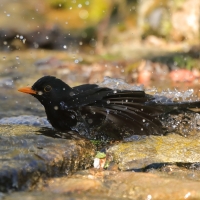 Kos - Turdus merula - Common Blackbird