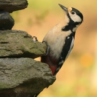 Dzięcioł duży - Dendrocopos major - Great Spotted Woodpecker