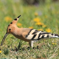 Dudek - Upupa epops - Common Hoopoe