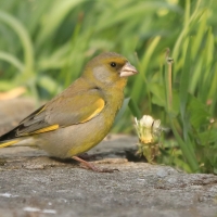 Dzwoniec - Chloris chloris - Greenfinch