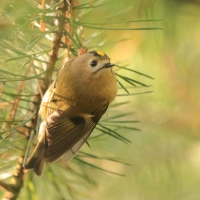 Mysikrólik - Regulus regulus Goldcrest