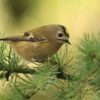 Mysikrólik - Regulus regulus Goldcrest