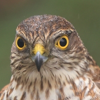 Krogulec - Accipiter nisus - Eurasian Sparrowhawk