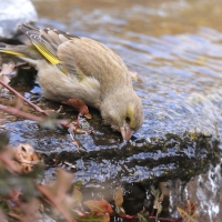 Dzwoniec - Chloris chloris - Greenfinch