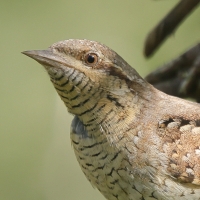 Krętogłów - Jynx torquilla - Eurasian Wryneck