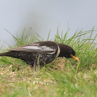 Drozd obrożny - Turdus torquatus - Ring Ouzel