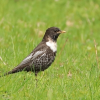 Drozd obrożny - Turdus torquatus - Ring Ouzel