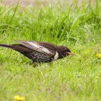 Drozd obrożny - Turdus torquatus - Ring Ouzel