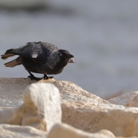 Kawka - Corvus monedula - Eurasian Jackdaw