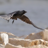 Kawka - Corvus monedula - Eurasian Jackdaw