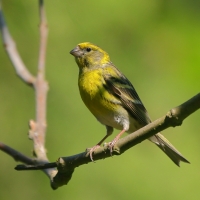 Kulczyk zwyczajny - Serinus serinus - European Serin