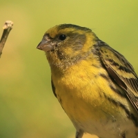 Kulczyk - Serinus serinus - European Serin