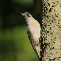 Dzięcioł zielony - Picus viridis - Green Woodpecker