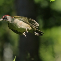 Dzięcioł zielony - Picus viridis - Green Woodpecker