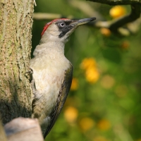 Dzięcioł zielony - Picus viridis - Green Woodpecker