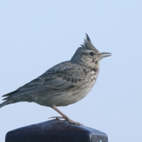 Dzierlatka - Galerida cristata - Crested Lark