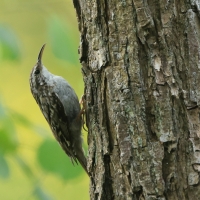 Pełzacz ogrodowy - Certhia brachydactyla - Short-toed Treecreeper