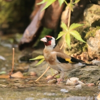 Szczygieł - Carduelis carduelis - European Goldfinch