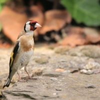Szczygieł - Carduelis carduelis - European Goldfinch