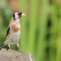 Szczygieł - Carduelis carduelis - European Goldfinch