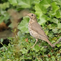 Śpiewak - Turdus philomelos - Song Thrush