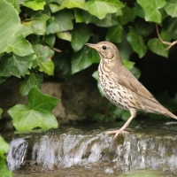 Śpiewak - Turdus philomelos - Song Thrush