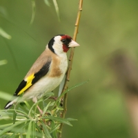 Szczygieł - Carduelis carduelis - European Goldfinch
