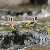 Szczygieł - Carduelis carduelis - European Goldfinch