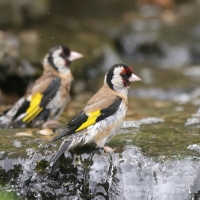 Szczygieł - Carduelis carduelis - European Goldfinch