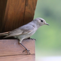 Kopciuszek - Phoenicurus ochruros - Black Redstart