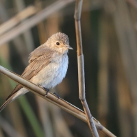 Muchołówka szara - Muscicapa striata - Spotted Flycatcher