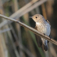 Muchołówka szara - Muscicapa striata - Spotted Flycatcher
