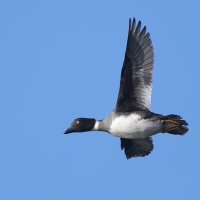 Gągoł - Bucephala clangula - Common Goldeneye