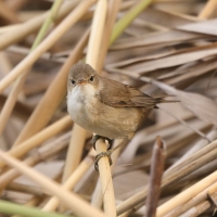 Trzcinniczek - Acrocephalus scirpaceus - Common Reed Warbler