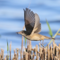Trzcinniczek - Acrocephalus scirpaceus - Common Reed Warbler