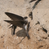 Brzegówka - Riparia riparia - Sand Martin