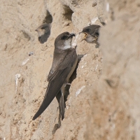 Brzegówka - Riparia riparia - Sand Martin