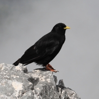 Wieszczek - Pyrrhocorax graculus - Yellow-billed Chough