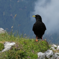 Wieszczek - Pyrrhocorax graculus - Yellow-billed Chough