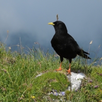 Wieszczek - Pyrrhocorax graculus - Yellow-billed Chough