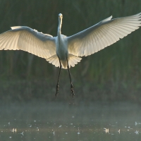 Czapla biała - Ardea alba - Western Great Egret