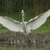 Czapla biała - Ardea alba - Western Great Egret