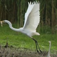 Czapla biała - Ardea alba - Western Great Egret