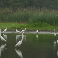 Czapla biała - Ardea alba - Western Great Egret