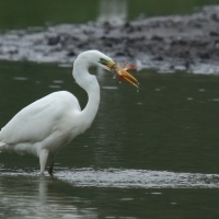 Czapla biała - Ardea alba - Western Great Egret