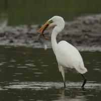 Czapla biała - Ardea alba - Western Great Egret
