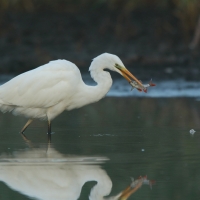 Czapla biała - Ardea alba - Western Great Egret