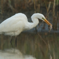 Czapla biała - Ardea alba - Western Great Egret
