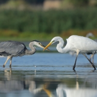 Czapla biała - Ardea alba - Western Great Egret